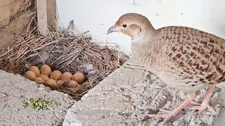 Teetar Breading - Teetar Hatching - Teetar Voice #greyfrancolinvoice