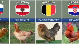 hen breeds from different countries / hen breeds / hen breed name hen breeds in Pakistan hen breeds