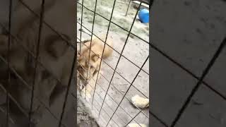 #lion #zoopark #pets #petsofinstagram #viral #viralvideo #viralshorts