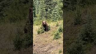 Rencontre avec les ours! #shorts #ours #campinglife #tourdumondeenfamille