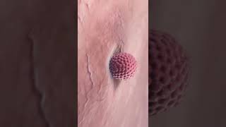 Fertilization#trending#viral#youtubeshorts#shortsfeed#nursing#shorts