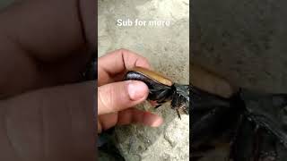 dead rhino beetle