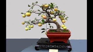 World's Most Amazing Bonsai Trees -2017