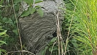 Bald faced hornet nest! First time seeing one with my own eyes