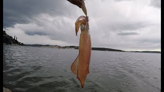 Squid Calamari Fishing Greece