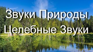 Целебные Звуки Воды и Пение Птиц Релакс Видео Отдых на Природе для Здоровья