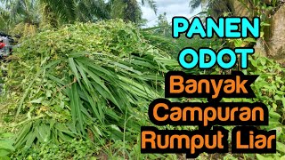 penen odot banyak campuran rumput liat paling di sukai kambing