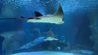 OCEANARIUM IN KYIV,UKRAINE,WALKING TOUR...