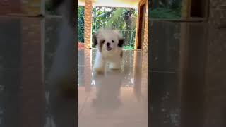 #cutepuppy #cutedog #cute #dogplaying #funny #puppy