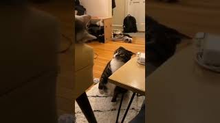 #funny #funnyshorts #funnyvideo #cat #catlover #cats #shorts #shortsvideo #video #amazing #viral