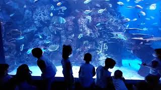 Outing Little Jamboree @JakartaAquarium