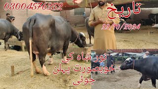 Noor shah ki top buffalo for sale Okara Animal TV 03004576252/22/10/2024/لوکیشن نور شاہ پنجاب