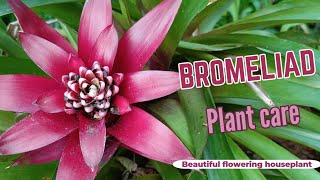 Bromeliad Care Tips: How To Keep Your Air Plants Alive