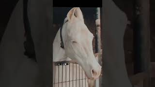 horse whatsapp status 🐎