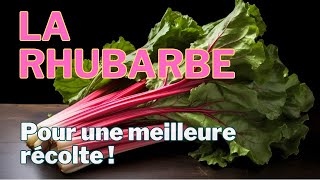 🌱 La Rhubarbe : Cultivez-la avec Succès 🌿