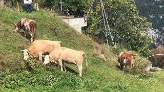 Murren, Switzerland. Jungfrau Region. Bernese Oberland