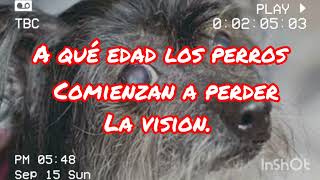 A qué edad los perros empiezan a perder la visión.