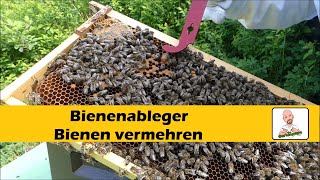 Wie macht man ein Ableger von Bienen?