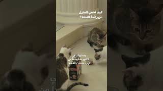 #shortsvideo #اكسبلور #shortfeed سألنا شخص مهووس بإنقاذ القطط: كيف تحمي المنزل من رائحة القطط؟