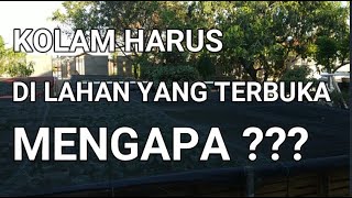 BUDIDAYA GURAME DALAM KOLAM TERPAL - KOLAM HARUS DI LAHAN YANG TERBUKA, MENGAPA ???