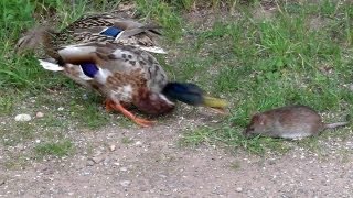 Duck bites rat.