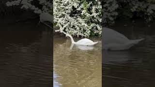 Signets & ducklings on todays boat move.  #boatlife #boating #nature signets #ducklings #wildlife