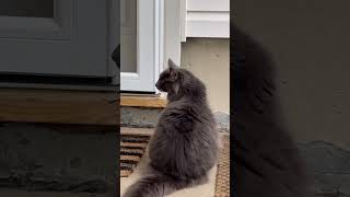 Max and tiko are outside #shortvideo #dog #dogememe #funnyanimal #dogchallenge #cat #funnypet #cute