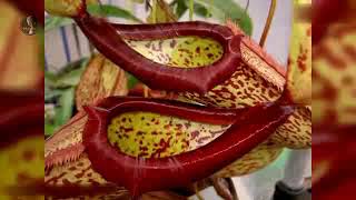 گیاه گوشتخوار - گیاهان قاتل /Flesh Eaters ; Carnivorous plant - Killer plant