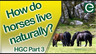 Horses, Pasture and Grazing - (HOW DO HORSES LIVE IN A NATURAL SITUATION?)