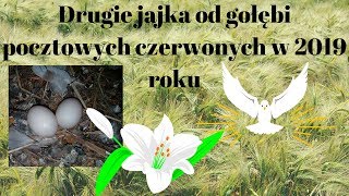 Gołębiowo #26 -Drugie jajka od gołębi pocztowych czerwonych w 2019 roku