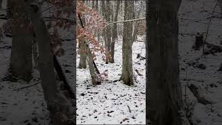 Deer gallop through snow-covered forests #shorts