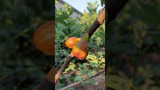 Figs @SunlandGrown #figplant #garden #figtree #gardening #fruit #fig #nature #figtrees