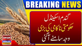 Wheat Scandal: Why Government Failed? || Breaking News || ZAM ZAM NEWS HD