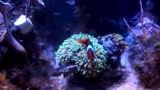 Pez payaso tomate Amphiprion frenatus y rhodactis