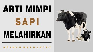 Arti Mimpi Sapi Melahirkan