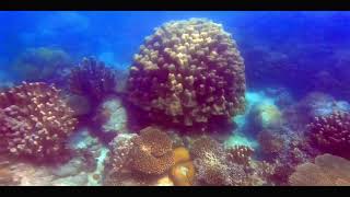 Chumbe Island coral reserve Zanzibar August 2022