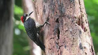 Melanerpes pucherani | Black Cheeked Woodpecker