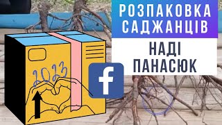 Розпакування посилки з саджанцями троянд від Надії Панасюк. Нові сорти троянд, враження від рослин.