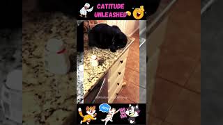 CATITUDE UNLEASHED - LAUGHS GUARANTEED!