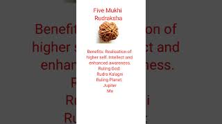 Five Mukhi Rudraksha #shorts #rudraksha #shiv