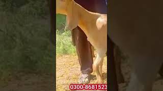 pure makhi cheeni goat | #shorts | shortvideo | shorts | shortsfeed