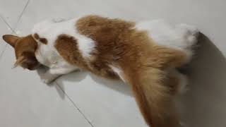 When cat hit time | billu cats club | billu cats(2)