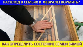 Расплод в семьях! Паниковать?! Кормить?!