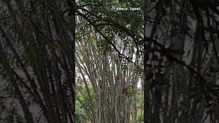 Have you ever seen the sausage tree?🥰😊 This is from Peradeniya Botanical garden #nature #travel