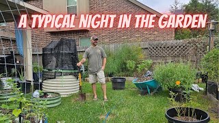 Part 1, Fast Video on What I Normally Do in the Garden || DHBG