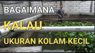 CARA BUDIDAYA IKAN GURAME DI KOLAM BETON || BAGAIMANA KALAU UKURAN KOLAM KECIL