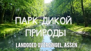 🇳🇱 ДИКАЯ ПРИРОДА В ЦЕНТРЕ ГОРОДА. АССЕН | Landgoed Overcingel, Assen, Netherlands | Walking tour