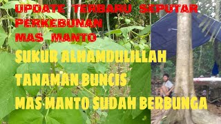 UPDATE TERBARU SEPUTAR TANAMAN BUNCIS MAS MANTO SUDAH MULAI BERBUNGA