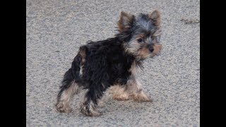 Yorkie Male & Female AKC Puppies born on August 16, 2017