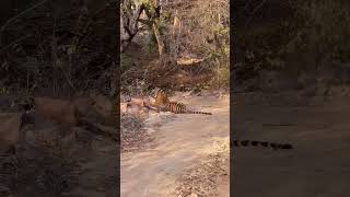 Jimm Corbet National Park, Nainital Uttrakhand #nainital #uttrakhand #tiger